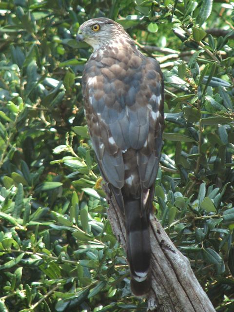 Cooper's Hawk